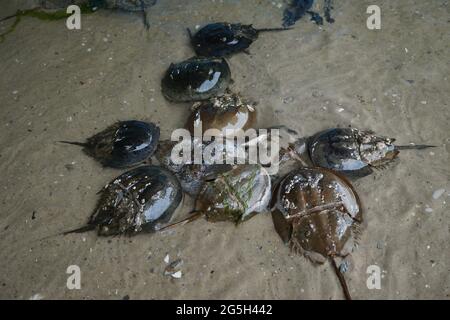 Frenzy di accoppiamento del granchio del ferro di cavallo (Limulus polyphemus). Foto Stock