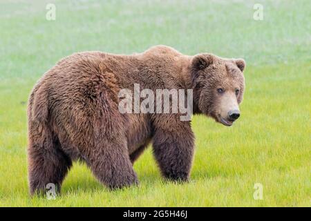 Alaska Peninsula Brown Bear o Coastal Brown Bear Foto Stock