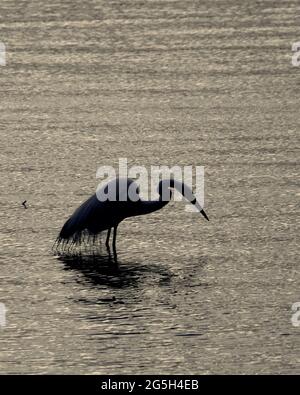 Un greto solitario (Ardea alba) in silhouette coglie per la sua cena al tramonto. Foto Stock