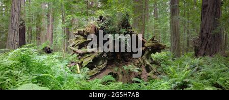 Un enorme albero di sequoie costiere, Sequoia sempervirens, è caduto in mezzo ad altri alberi giganti in Humboldt Redwoods state Park, California del Nord. Foto Stock