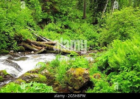 Un piccolo fiume turbolento che scorre attraverso una fitta foresta dopo la pioggia. Fiume Estyuba, Altai, Siberia, Russia. Foto Stock