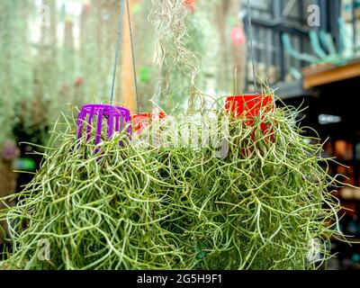 Muschio spagnolo. Appendere piante con pentola di plastica piccola. Capovolto. Primo piano bella pianta verde appesa al soffitto nel giardino serra. Foto Stock