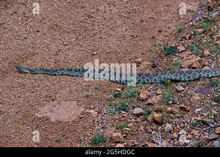 Rattlesnake Diamondback (Crotalus atrox) sull'Arizona Trail, Tucson, Arizona, U.S.A Foto Stock