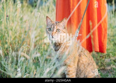 Il gatto al guinzaglio si siede vicino al proprietario mentre cammina. Foto Stock