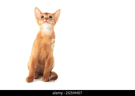 Il gatto di zenzero abissino si siede su uno sfondo bianco Foto Stock