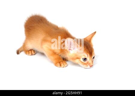 Il gatto di zenzero abissino giace su uno sfondo bianco Foto Stock