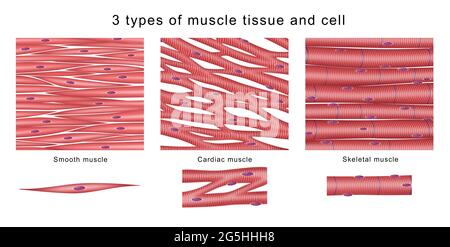 3 tipi di tessuto muscolare e cellule Foto Stock