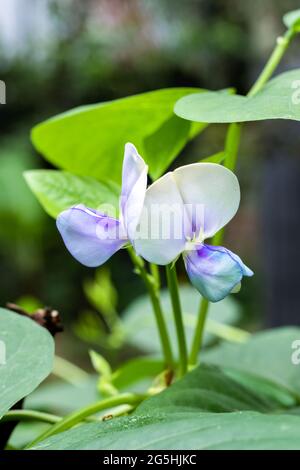 Fiori di fagioli lunghi fioriti da vicino Foto Stock