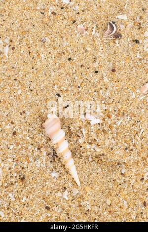 conchiglia di mare a forma di cono che si trova sulla sabbia pulita vicino ad una spiaggia Foto Stock