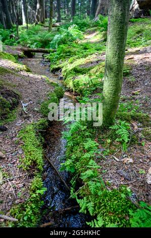 piccolo flusso d'acqua attraverso la foresta verde Foto Stock