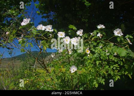 Rosa acicularis, conosciuta anche come la rosa prickly selvatica, la rosa prickly, la rosa brittly, la rosa selvatica e la rosa artica, è una specie di rosa selvatico Foto Stock
