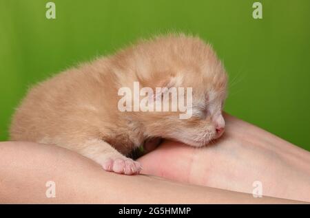 Sieversdorf, Germania. 27 Giugno 2021. Un gattino di circa dieci giorni è tenuto in una mano. Gli occhi del gattino sono ancora chiusi. Circa due o tre settimane dopo la nascita gli occhi si aprono. Credit: Patrick Pleul/dpa-Zentralbild/ZB/dpa/Alamy Live News Foto Stock