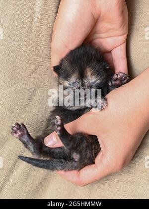 Sieversdorf, Germania. 27 Giugno 2021. Un gattino di circa dieci giorni è tenuto nelle mani. Gli occhi del gattino sono ancora chiusi. Circa due o tre settimane dopo la nascita gli occhi si aprono. Credit: Patrick Pleul/dpa-Zentralbild/ZB/dpa/Alamy Live News Foto Stock