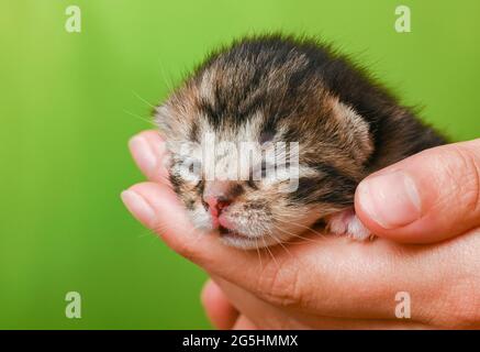 Sieversdorf, Germania. 27 Giugno 2021. Un gattino di circa dieci giorni è tenuto in una mano. Gli occhi del gattino sono ancora chiusi. Circa due o tre settimane dopo la nascita gli occhi si aprono. Credit: Patrick Pleul/dpa-Zentralbild/ZB/dpa/Alamy Live News Foto Stock