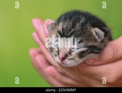 Sieversdorf, Germania. 27 Giugno 2021. Un gattino di circa dieci giorni è tenuto in una mano. Gli occhi del gattino sono ancora chiusi. Circa due o tre settimane dopo la nascita gli occhi si aprono. Credit: Patrick Pleul/dpa-Zentralbild/ZB/dpa/Alamy Live News Foto Stock