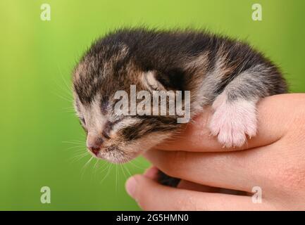 Sieversdorf, Germania. 27 Giugno 2021. Un gattino di circa dieci giorni è tenuto in una mano. Gli occhi del gattino sono ancora chiusi. Circa due o tre settimane dopo la nascita gli occhi si aprono. Credit: Patrick Pleul/dpa-Zentralbild/ZB/dpa/Alamy Live News Foto Stock