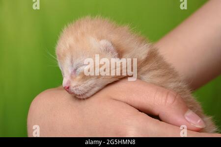 Sieversdorf, Germania. 27 Giugno 2021. Un gattino di circa dieci giorni è tenuto in una mano. Gli occhi del gattino sono ancora chiusi. Circa due o tre settimane dopo la nascita gli occhi si aprono. Credit: Patrick Pleul/dpa-Zentralbild/ZB/dpa/Alamy Live News Foto Stock