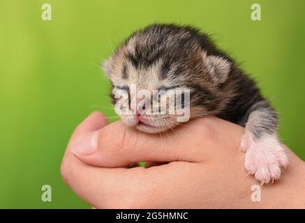 Sieversdorf, Germania. 27 Giugno 2021. Un gattino di circa dieci giorni è tenuto in una mano. Gli occhi del gattino sono ancora chiusi. Circa due o tre settimane dopo la nascita gli occhi si aprono. Credit: Patrick Pleul/dpa-Zentralbild/ZB/dpa/Alamy Live News Foto Stock