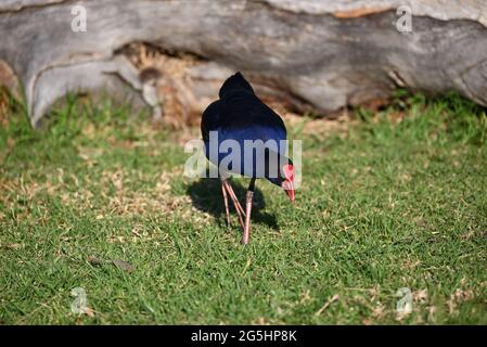 Il swamphen australasiano, noto anche come pukeko, si piega in una zona erbosa, con un po' d'erba nel suo becco Foto Stock