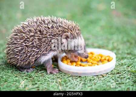 il cucciolo di hedgehog mangia in un prato verde Foto Stock