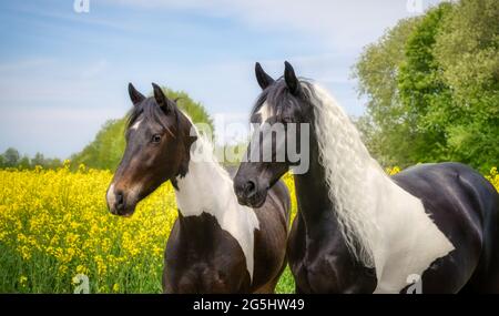 Due cavalli, di tipo barocco warmblood, barock pinto nero e bianco tobiano modellato, un due anni di filly e la sua madre, ritratto in un campo di colza Foto Stock