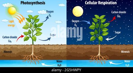 Diagramma che mostra il processo di fotosintesi e l'illustrazione della respirazione cellulare Illustrazione Vettoriale