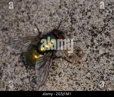 primo piano di volo bottiglia verde Foto Stock