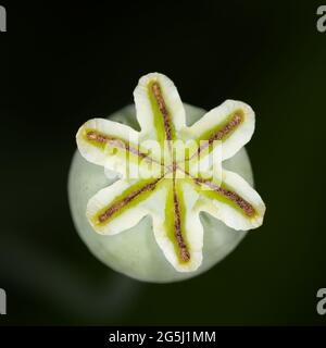 testa di papavero in primo piano macro Foto Stock