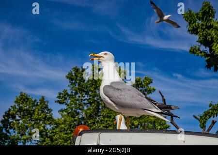 Roma, Lazio, Italia - un aggressivo gabbiano che poggia sul cofano del camion dei rifiuti. Un altro gabbiano vola nel cielo blu. Foto Stock