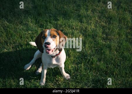 Il cane Beagle si siede sull'erba verde. Ritratto esterno di un cucciolo pedigree Foto Stock