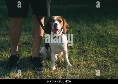 Beagle cane si siede su erba verde accanto al suo proprietario. Sezione bassa ripresa di un cucciolo di purebred accanto al proprietario Foto Stock