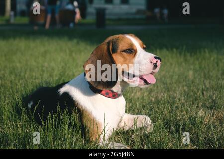 Cane Beagle sull'erba verde. Ritratto esterno di un cucciolo pedigree sul prato Foto Stock