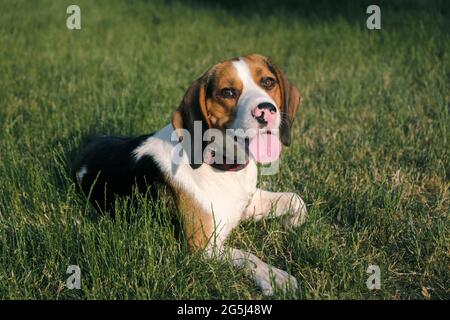 Cane Beagle sull'erba verde. Ritratto esterno di un cucciolo pedigree sul prato Foto Stock