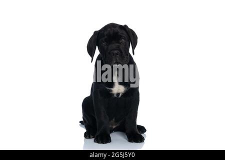 seduto bel cane corso canna guardando la macchina fotografica su sfondo bianco studio Foto Stock