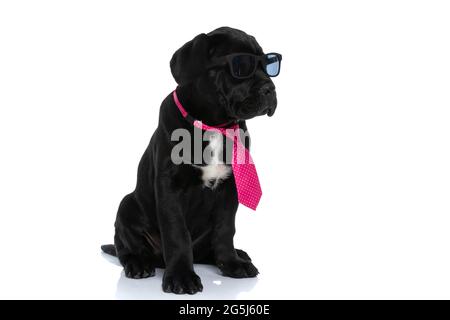 seduto fresco cane di canna corso indossando occhiali da sole e cravatta, guardando lontano su sfondo bianco Foto Stock