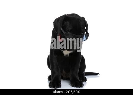 cool cane corso canna guardando sopra i suoi occhiali da sole e indossando un bowtie rosso su sfondo bianco Foto Stock