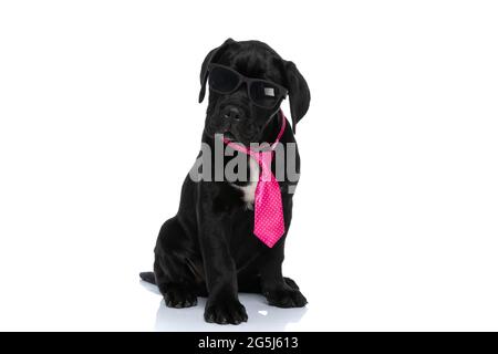 cool cane corso cane che indossa occhiali da sole e guardando la fotocamera con atteggiamento su sfondo bianco Foto Stock