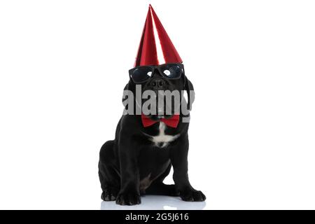 seduto fresco cane di canna corso festeggiando il suo compleanno con un cappello sulla testa su sfondo bianco Foto Stock