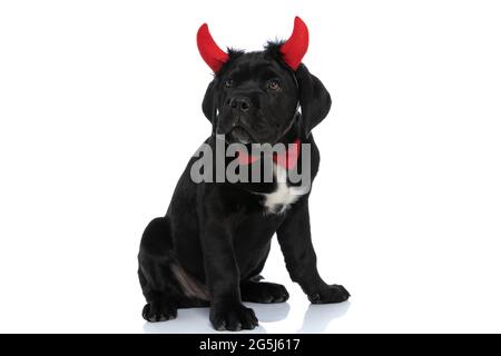 cane seduto canna corso con corna diabolica e un bowtie su sfondo bianco Foto Stock