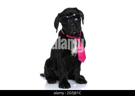 seduto fresco cane di canna corso in posa con atteggiamento e indossare una cravatta rosa su sfondo bianco Foto Stock