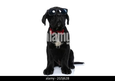 fresco cane di canna seduto corso con occhiali da sole e un bowtie rosso su sfondo bianco Foto Stock