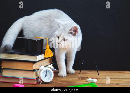 I materiali di studio sono sulla tabella. Il British Shorthair Cat si trova nelle vicinanze. Umorismo. Ritorno a scuola. Concetto di apprendimento e autoistruzione. Foto Stock