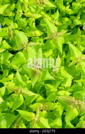 Agastache rugosa, menta coreana, issopo gigante rugato, issopo gigante viola, menta indiana, liquirizia blu, huo xiang. Piante giovani che crescono letto Foto Stock