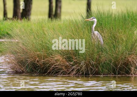 Airone grigio (Ardea cinerea), in piedi in erba lunga al bordo di un lago, in attesa di preda, Europa Foto Stock