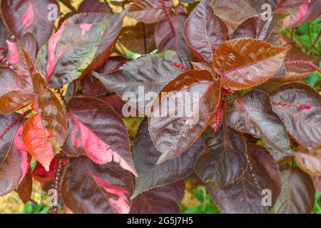 Bella pianta di foglia di rame alla luce del sole al Giardino. In stagione piovosa. Aspetto impressionante. Foto Stock