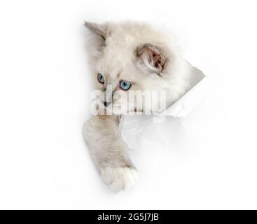 Ragdoll gatto in camera leggera Foto Stock