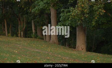 Un autunno alberi vista boschetto in un paesaggio panoramico. Prato al lato della foresta. Percorso in una zona boscosa in un pomeriggio. Ambiente suburbano. Foto Stock