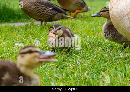 Anatroccoli e anatre che mangiano pane Foto Stock