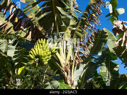 Banana albero contro il cielo blu Foto Stock