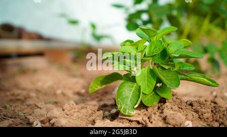 Pianta di fioritura di Ashwagandha o Withania Somnifera dal suolo. Pianta medicinale di mirtillo di veleno, o ciliegia d'inverno. Foto Stock